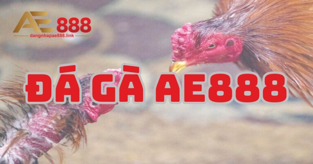 Hướng dẫn tân thủ cách cược Đá Gà AE888